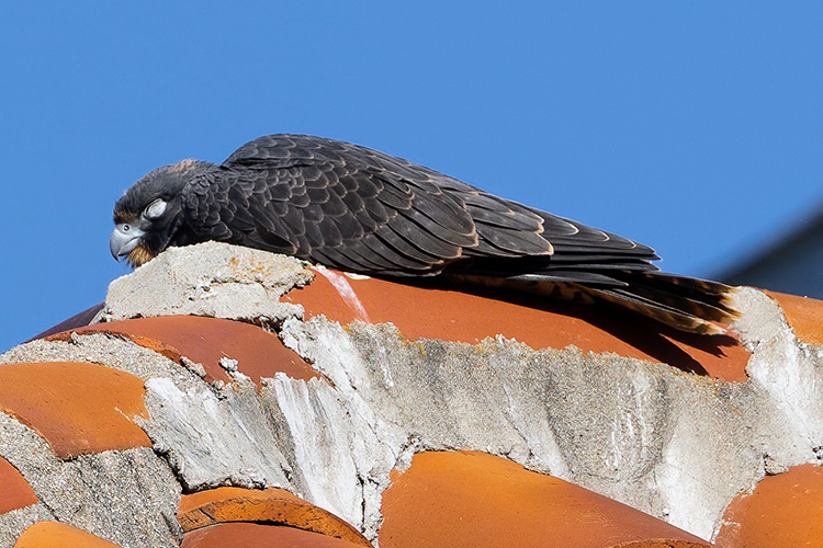 Juvenile peregrine falcon sleeping