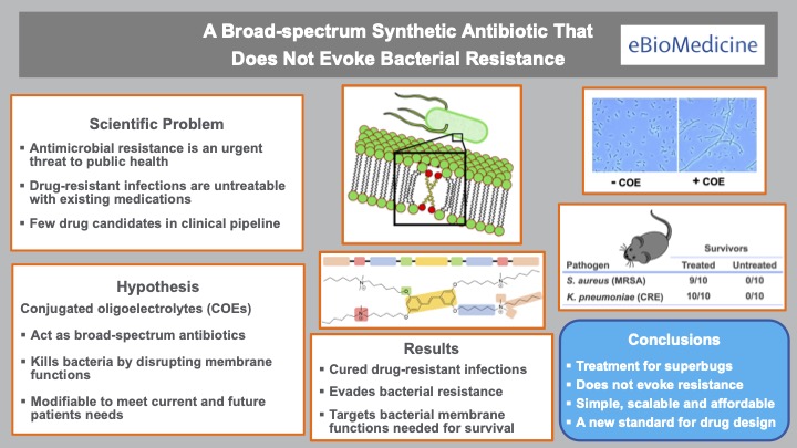 Diagram describing how the antibiotic works