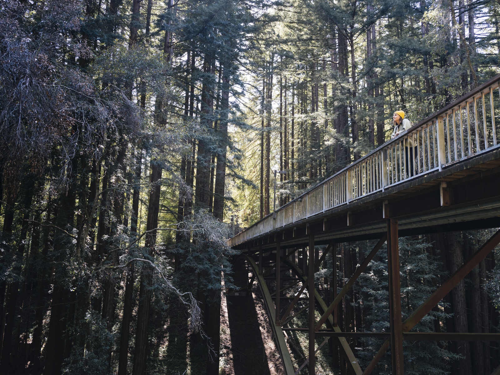 A footbridge over a deep canyon in a redwood forest. A student in a yellow hat stands at the railing and looks pensively up into the trees.