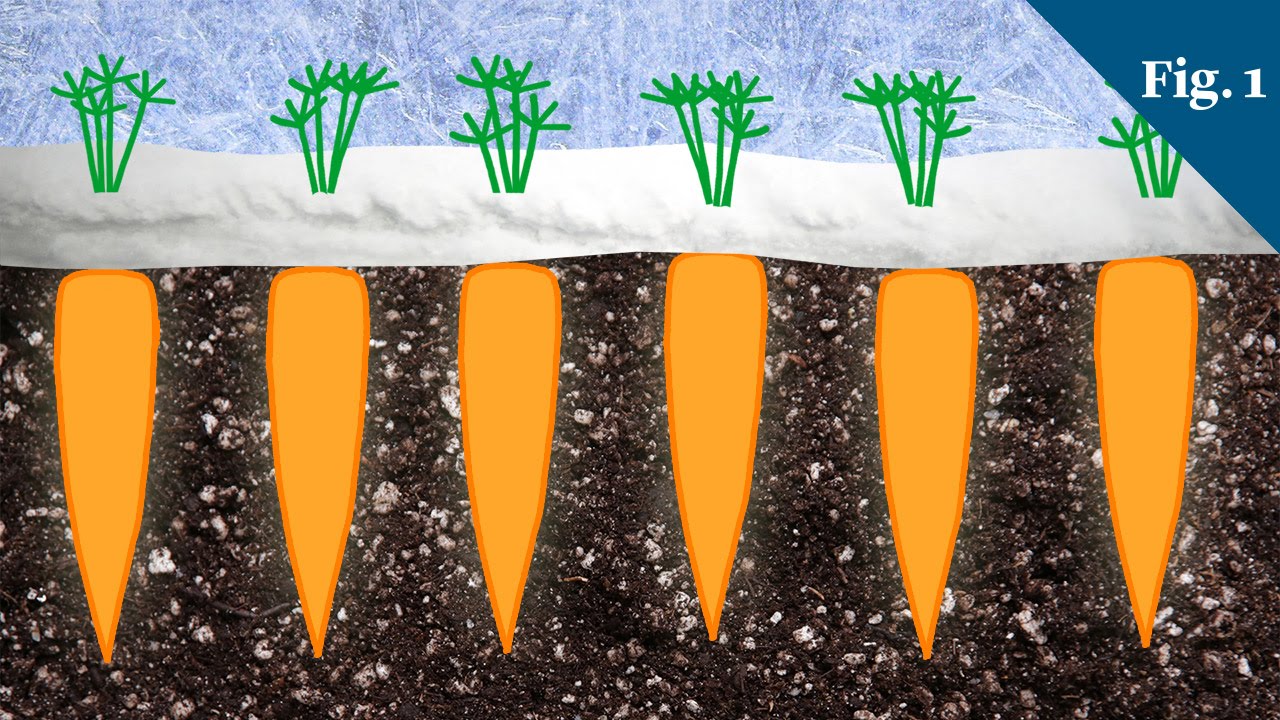 Carrots