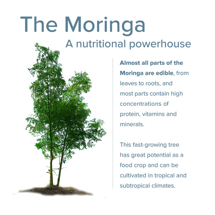 Moringa plant infographic: Almost all parts of the moringa are edible, from leaves to roots, and most parts contain high concentrations of protein, vitamins and minerals. This fast-growing tree has great potential as a food crop and can be cultivated in tropical and subtropical climates.