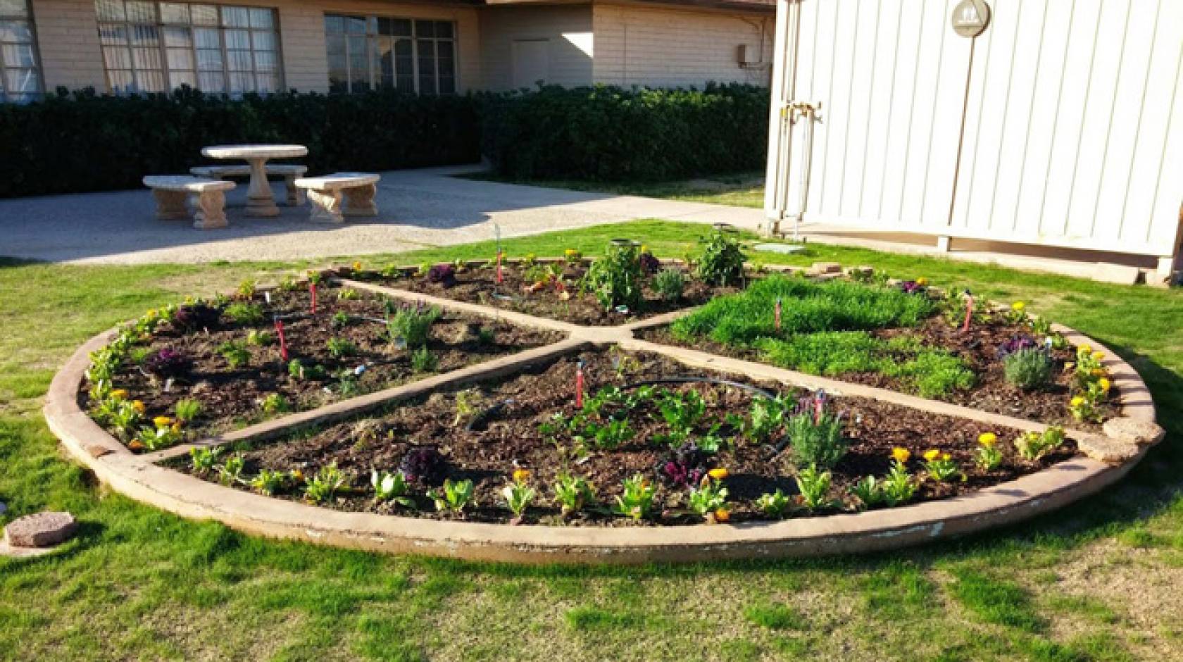 The newly planted pizza garden at the UC Desert Research and Extension Center in Holtville. 