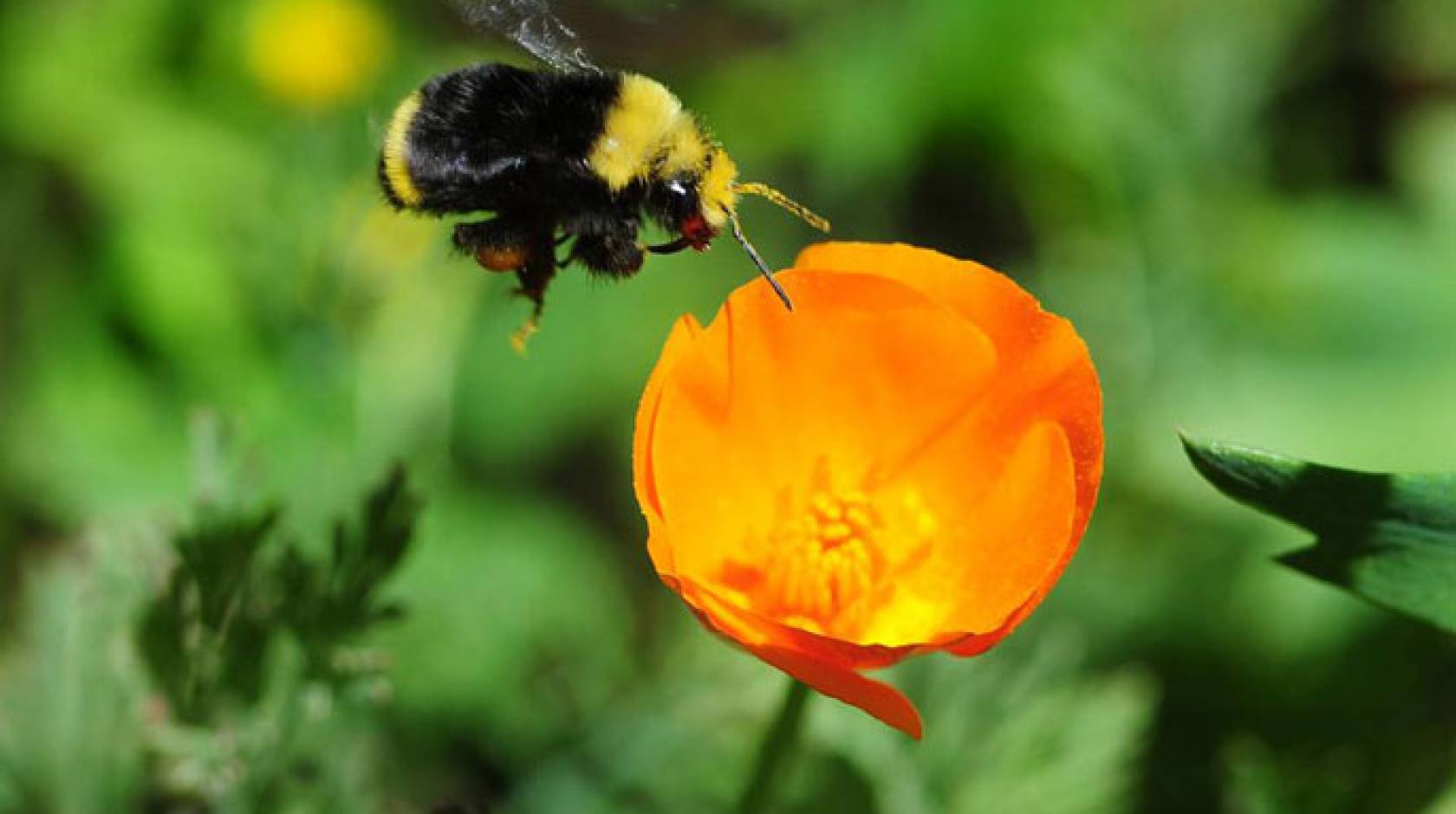 UC Davis bumblebee