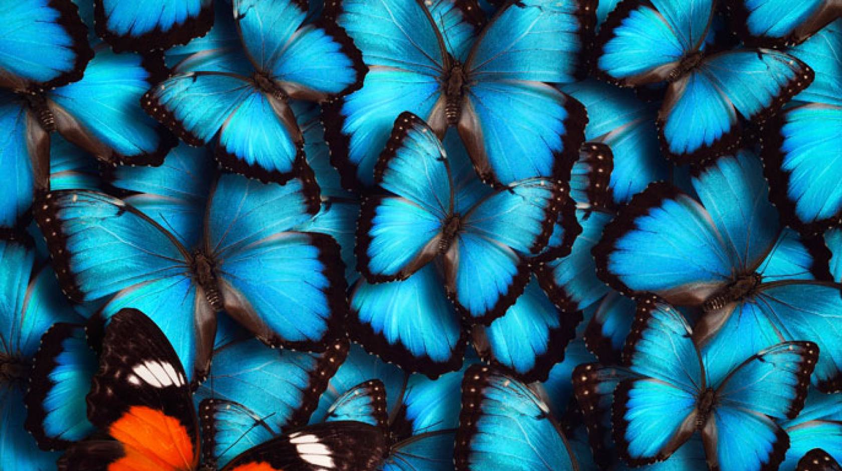 UC San Diego butterfly wings