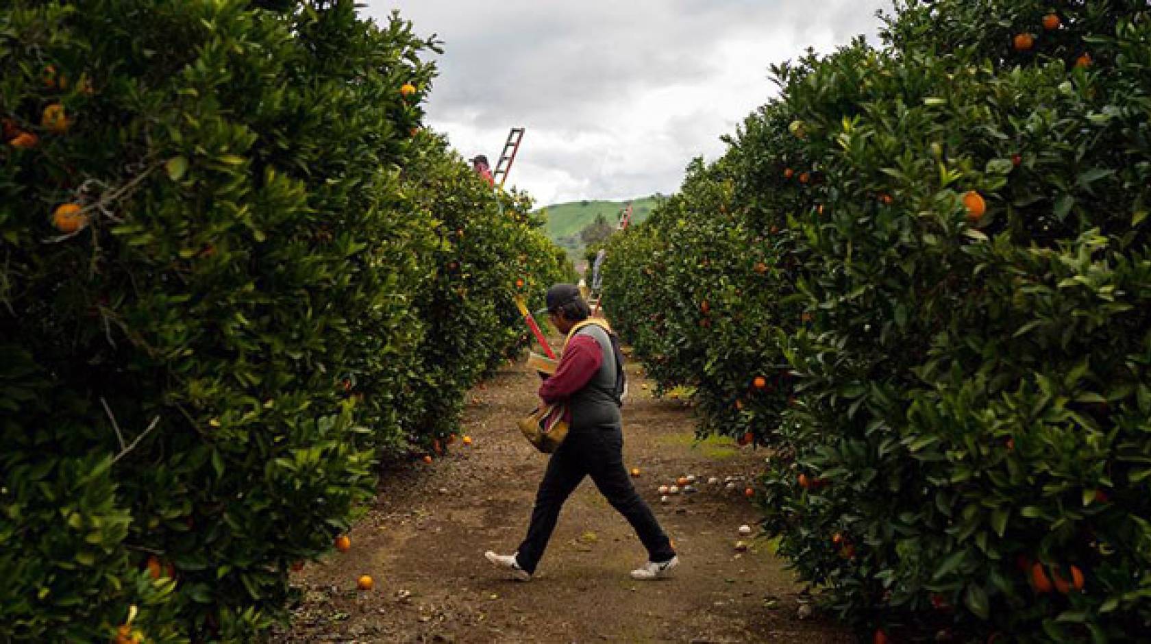 A man walking in a citrus grove