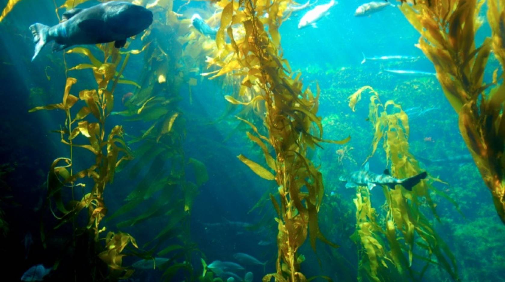 kelp with fish