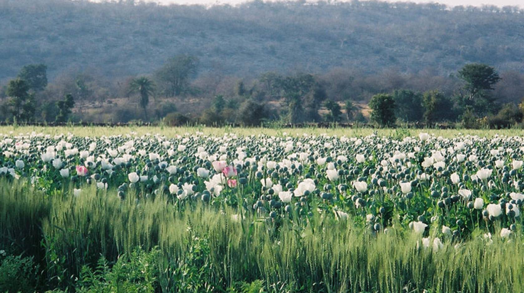 field of opium poppies