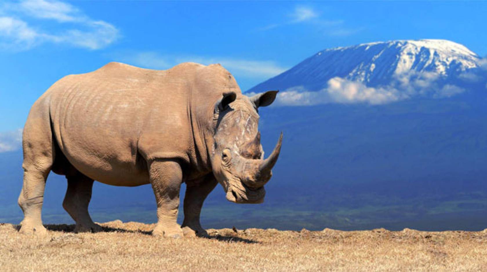 Rhino on a cliff with mountain background behind