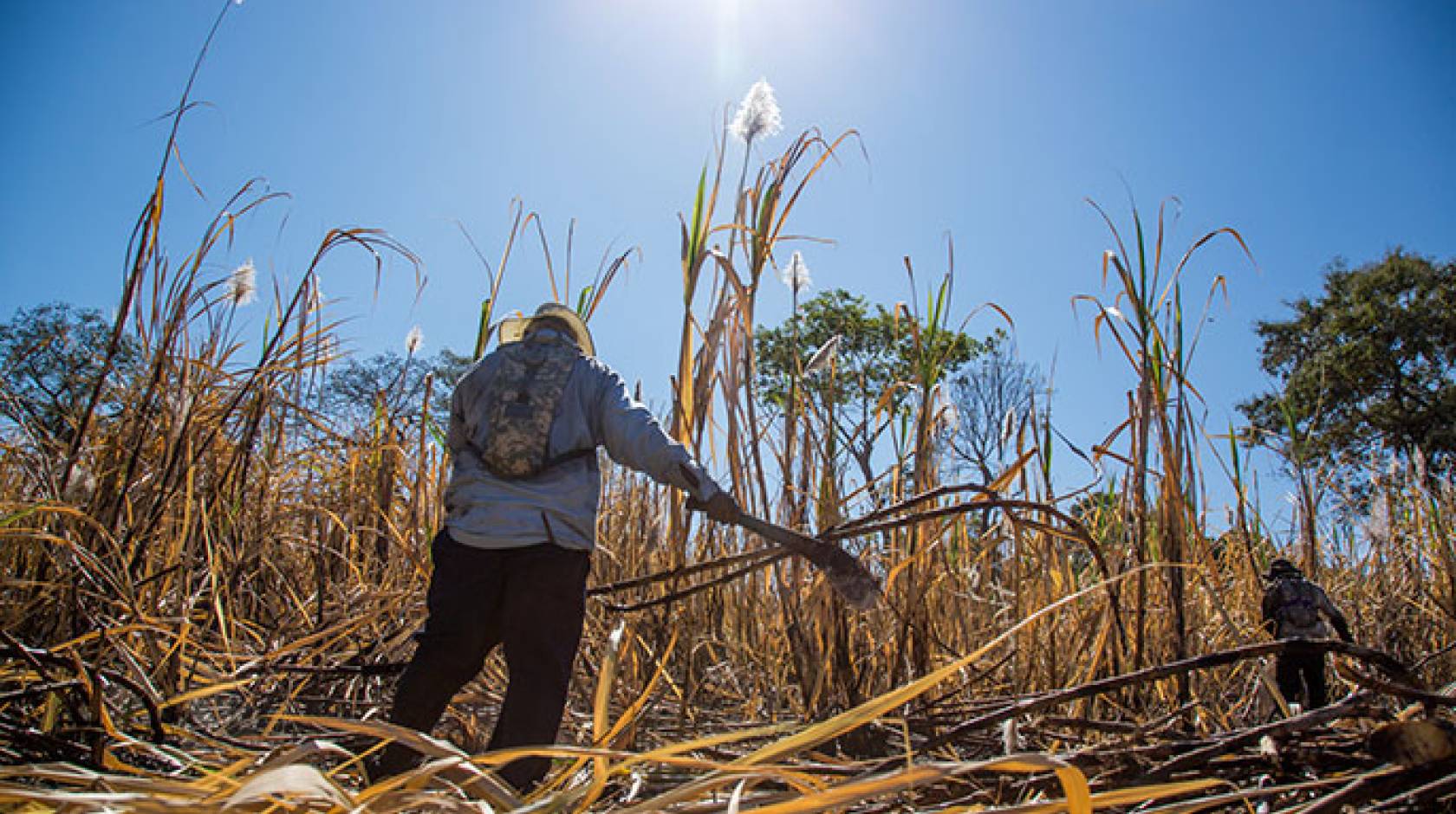 Sugarcane UCSF