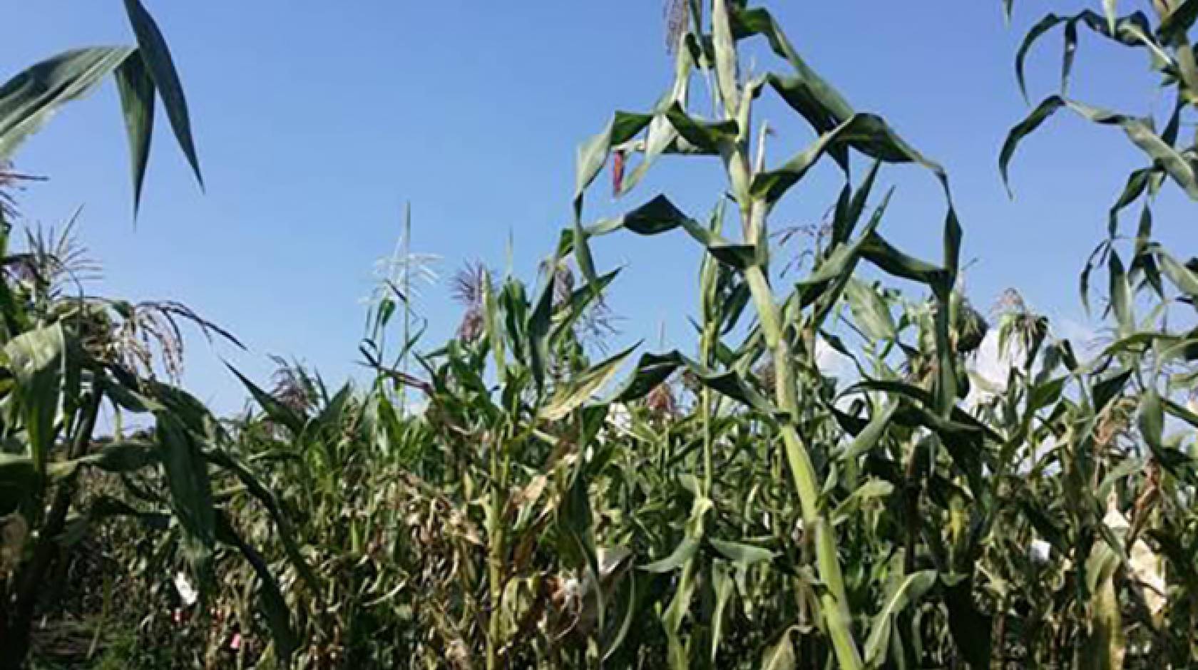 Maize growing at a highland field site in Toluca, Mexico. UC Davis researchers are studying how maize adapted to different environments. The new knowledge could aid in breeding crops resistant to climate change. 