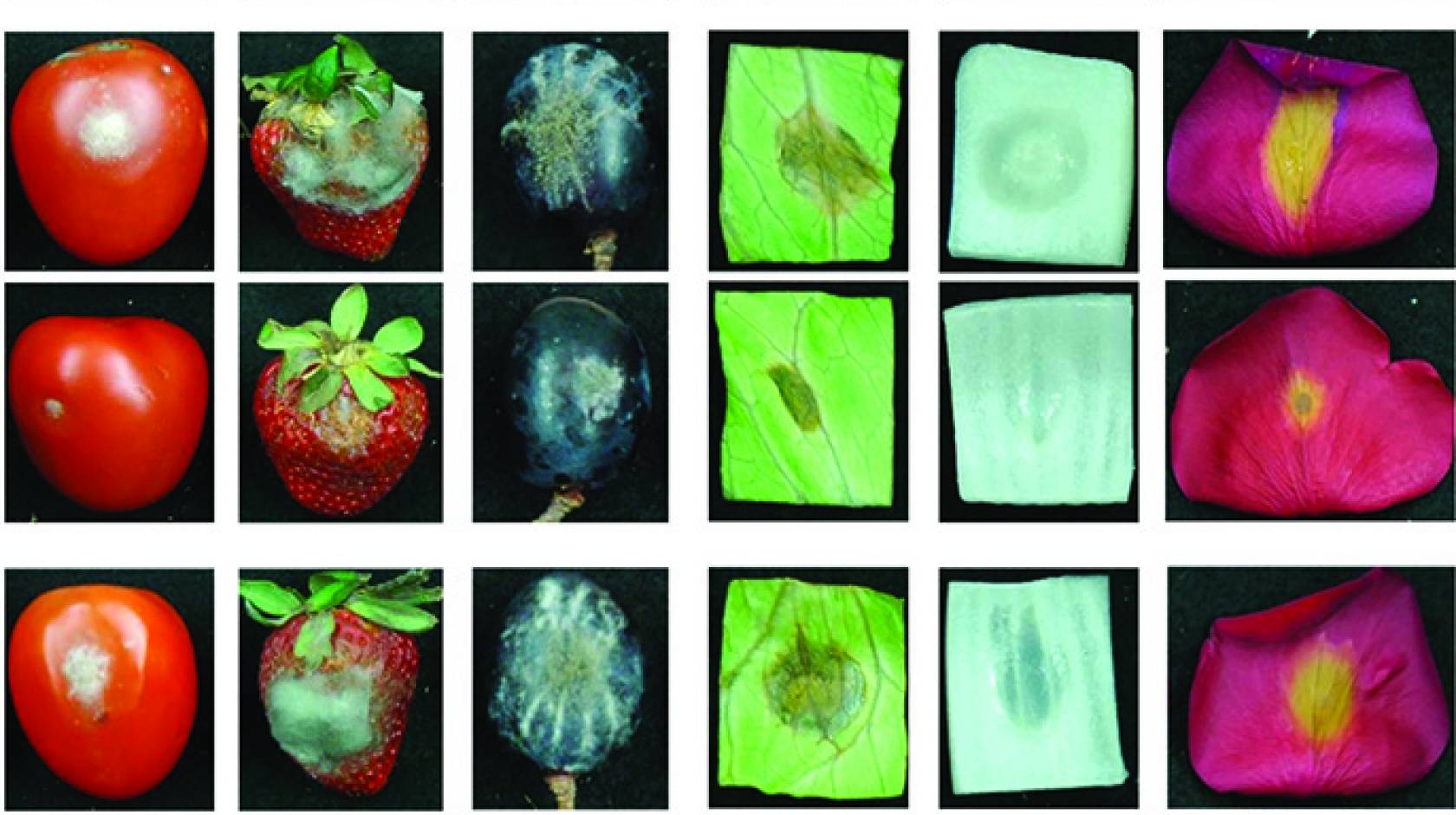 The images third from the bottom and at the bottom show fruit, vegetables and flowers treated with pathogen gene-targeting RNA molecules. The other images represent various control methods. 