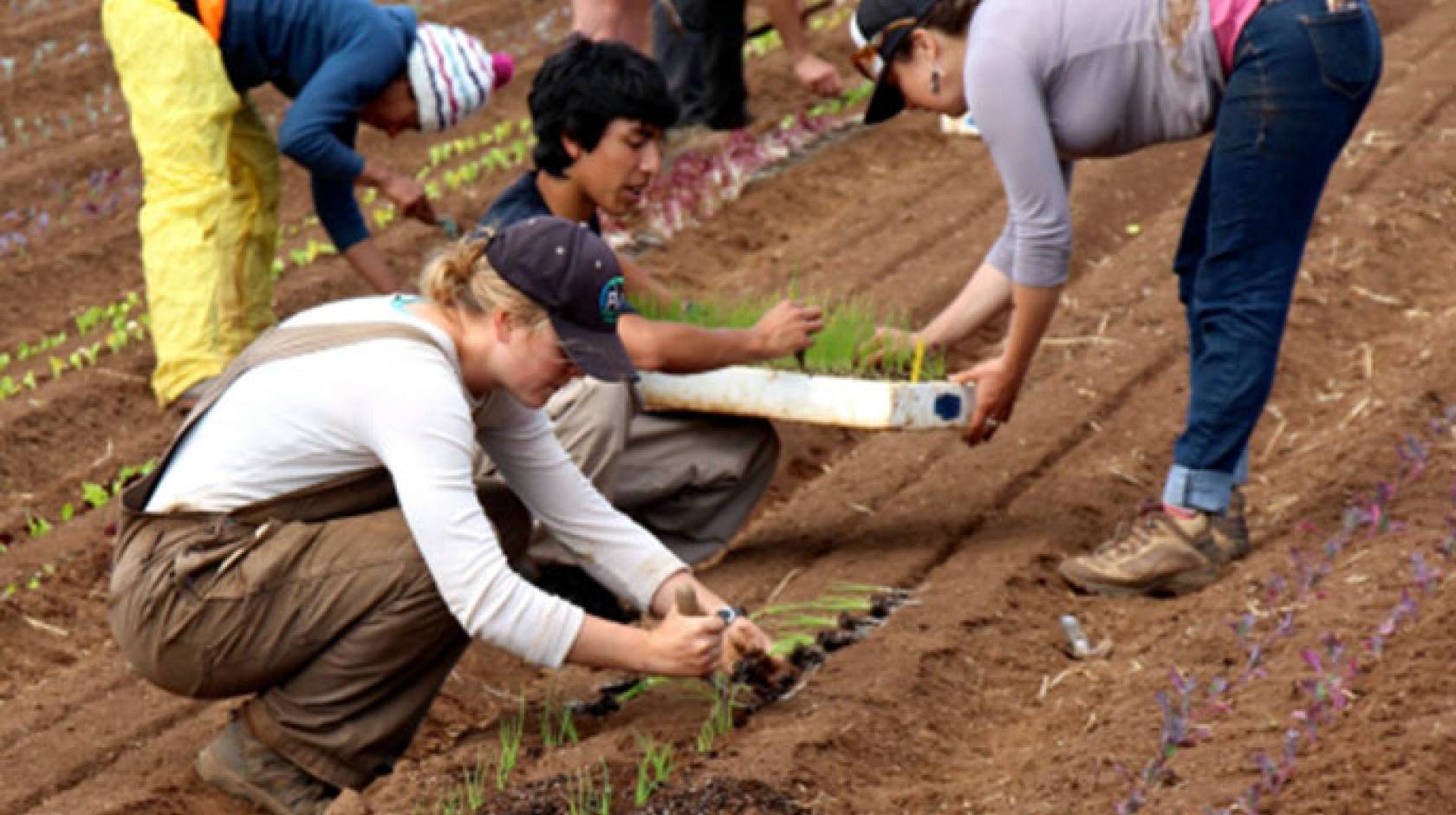 Apprentices in ecological horticulture at UC Santa Cruz learn organic farming and gardening during a six-month course of study and practice. Applications for the 2016 program are due Aug. 15 for international applicants and Sept. 30 for U.S. citizens.