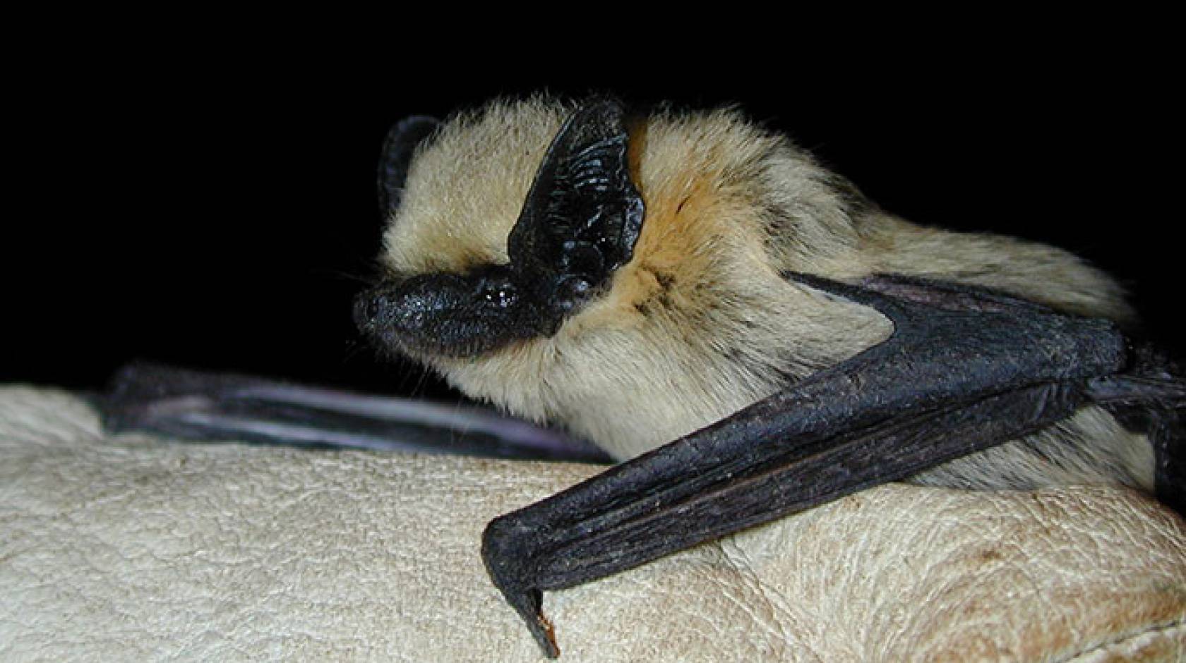 western pipistrelle bat
