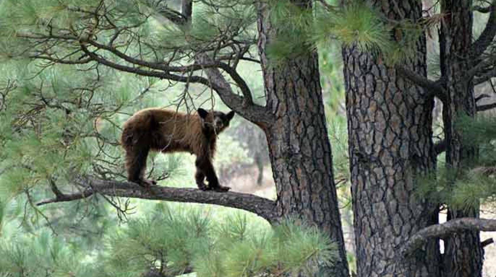 bear cub in tree