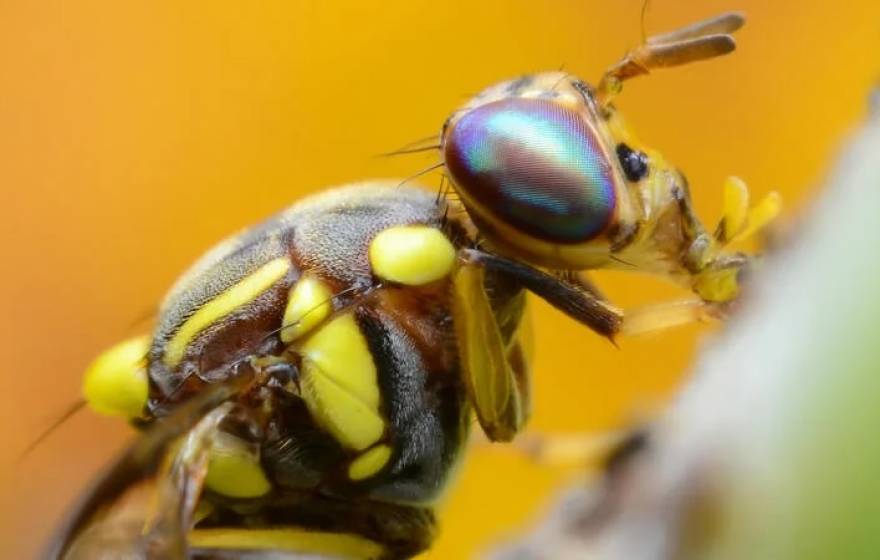 A macro image of a fruit fly with its proboscis inserted into a plant