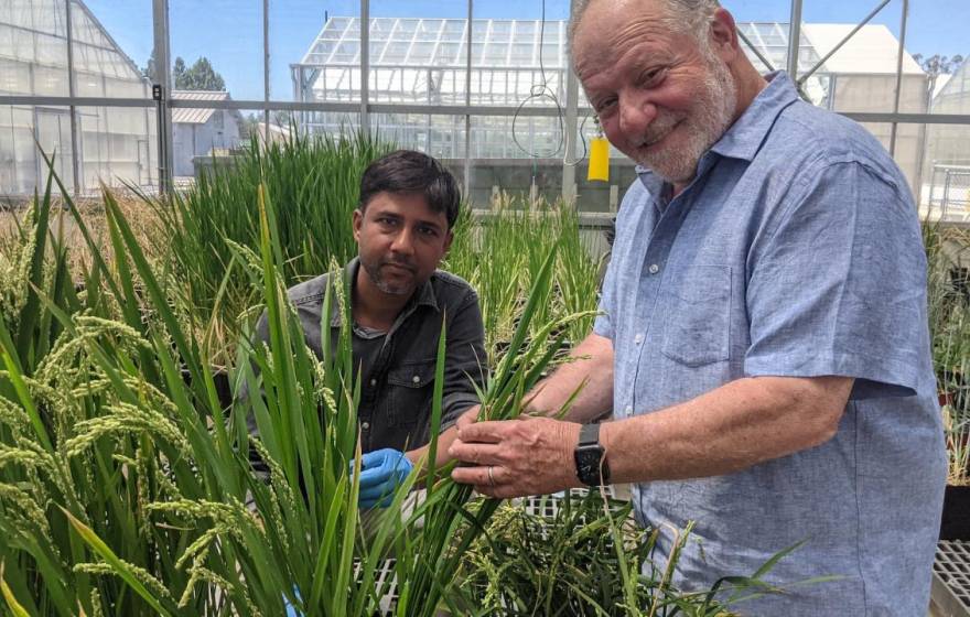 A young man of Southeast Asian descent with an older white man, right, in a greenhouse, examining rice and looking at the camera
