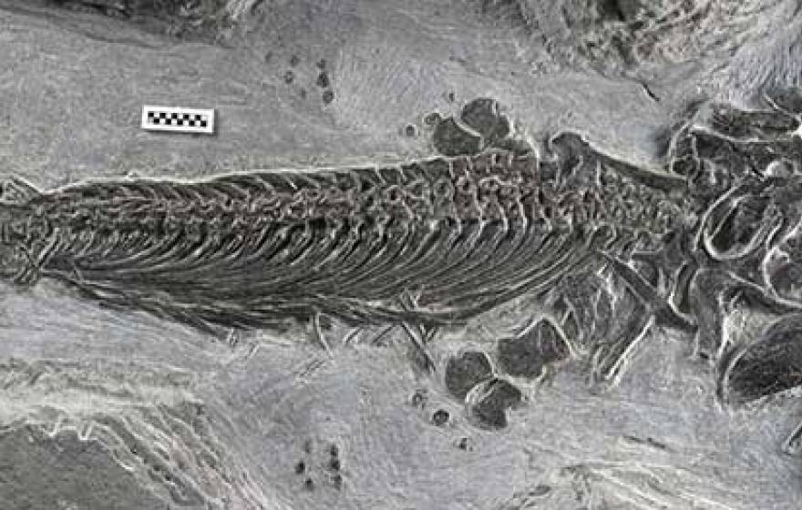 amphibious ichthyosaur fossil