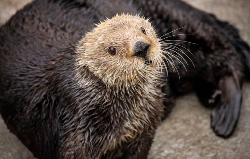 Gidget the sea otter