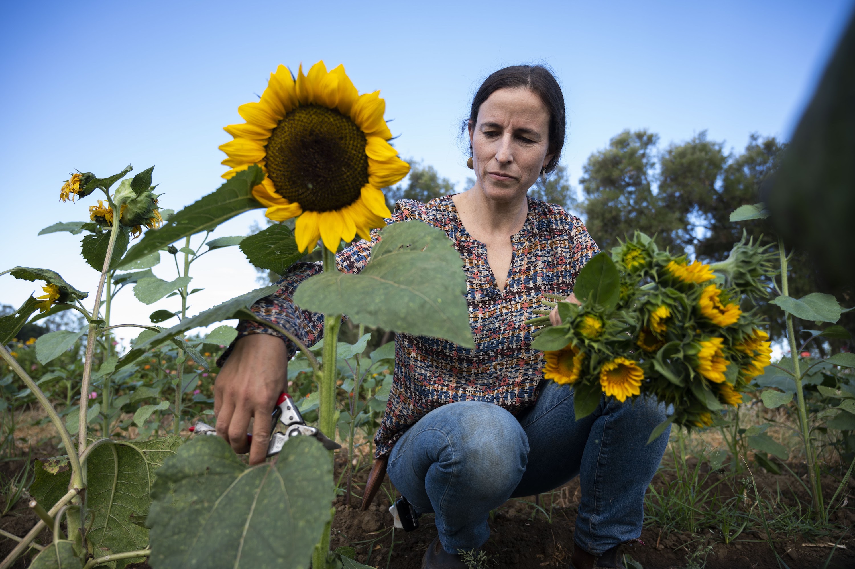 Julia Schreiber picks sunflowers in a garden