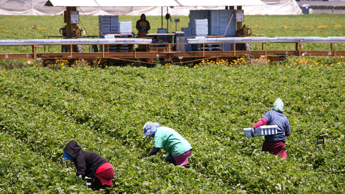 Workers in the field