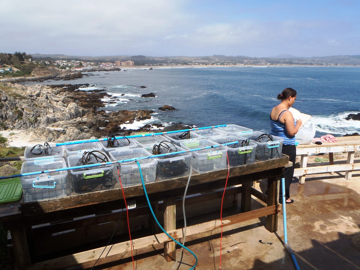 Person working at outdoor station with small tanks of samples near the water