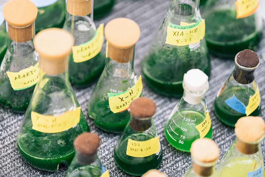 Algae in beakers