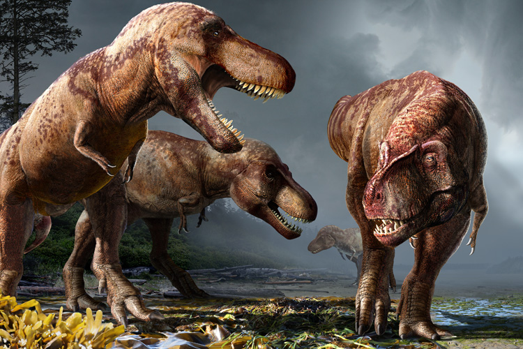 A color illustration of three T. rexes hunting together