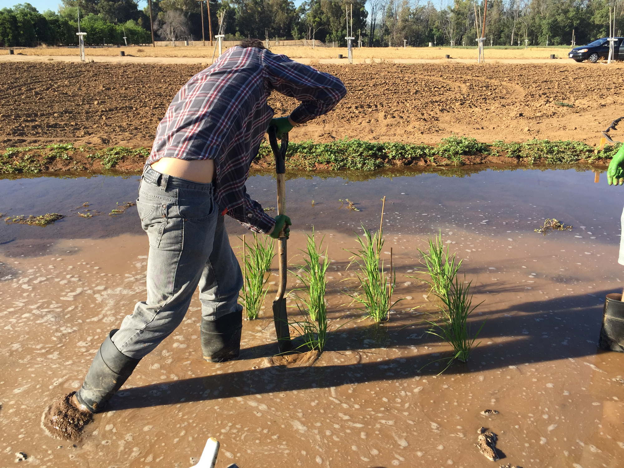 Man working in a rice paddy