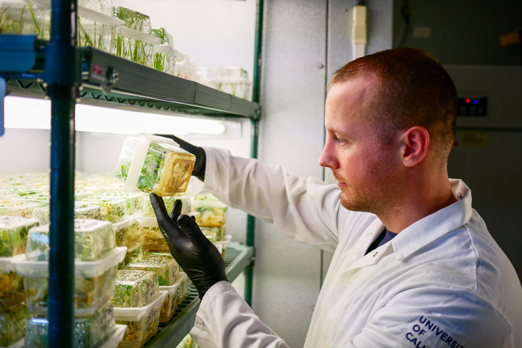 man looking at plants in a growth chamber