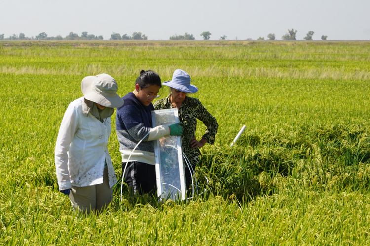 three people conducting experiment in green rice field