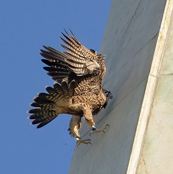 Peregrine falcon with talons on a sloped surface