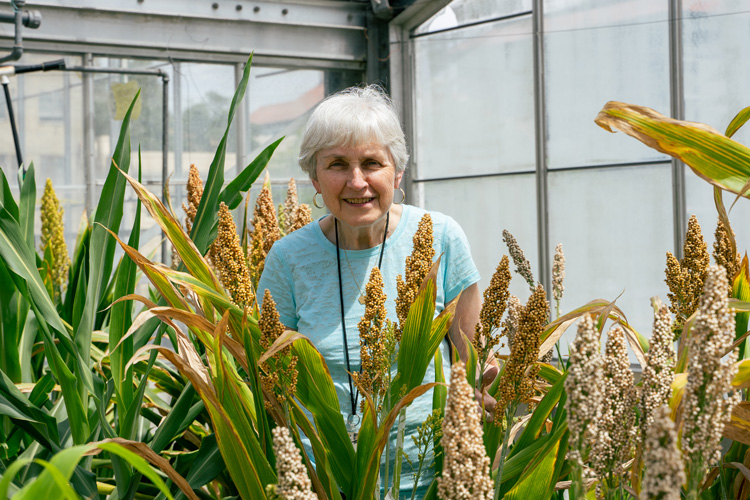 Peggy Lemaux among sorghum plants in the Oxford Tract greenhouse