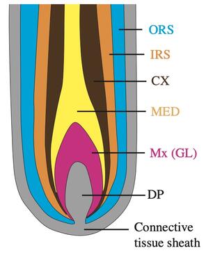 Hair follicle cross section