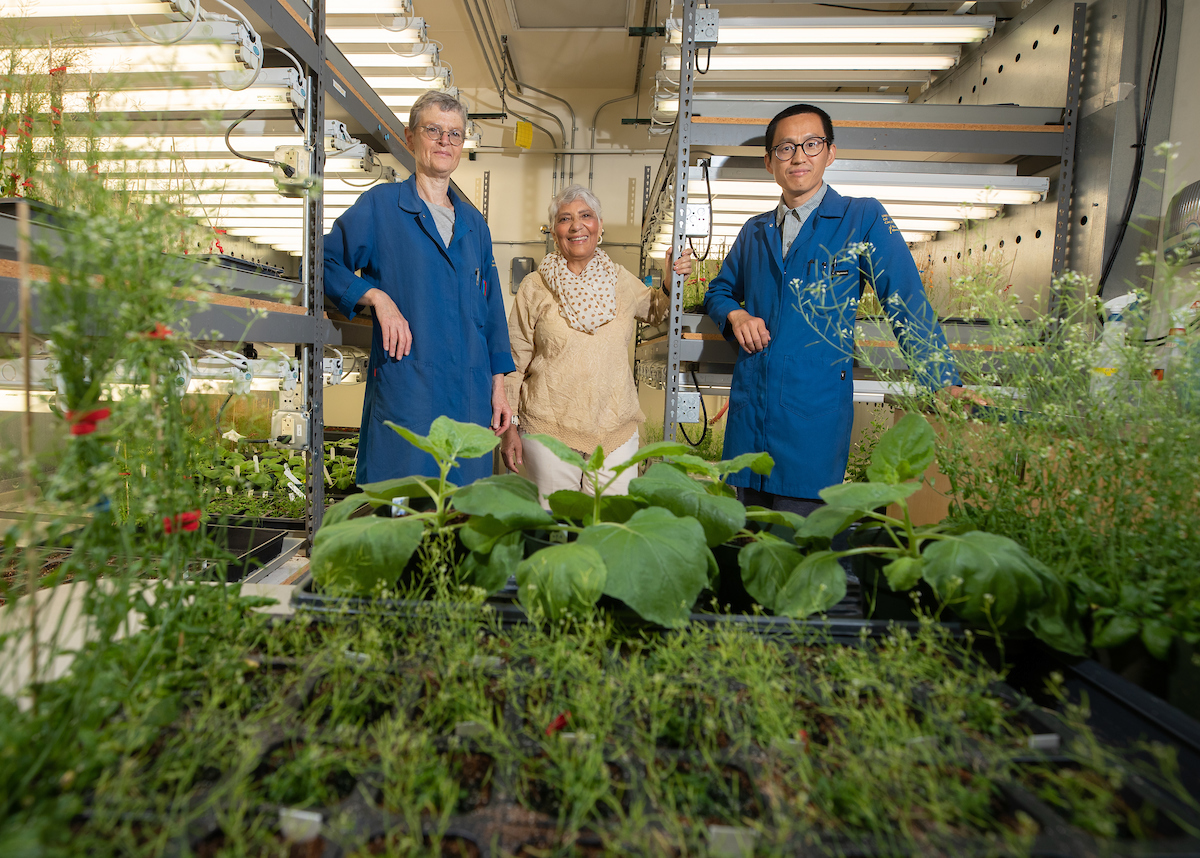 Three people posing in a greenhouse