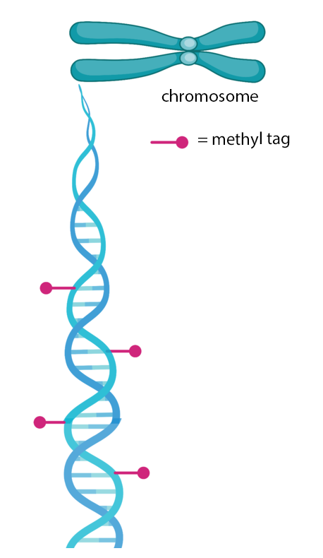 Methyl group markers and chromosome illustration