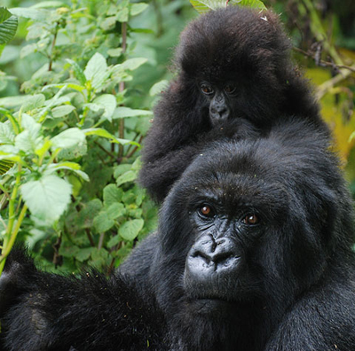 Gorilla with infant