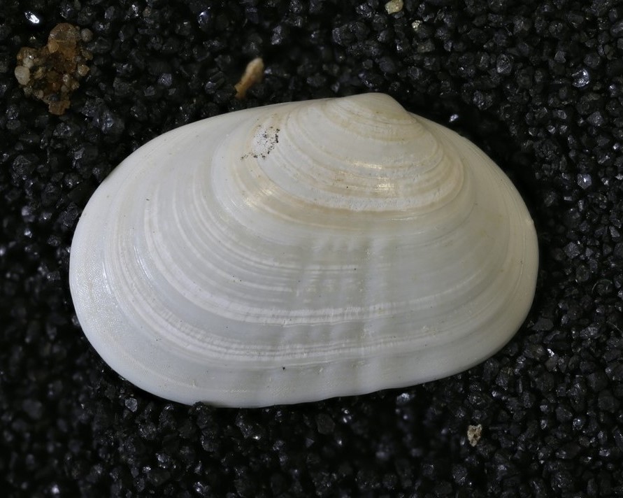 Clam shell