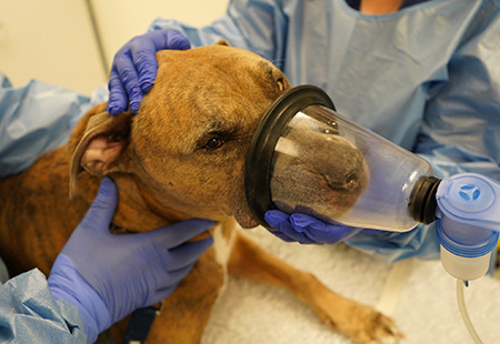 Tyson the pitbull mix with an immunotherapy mask on