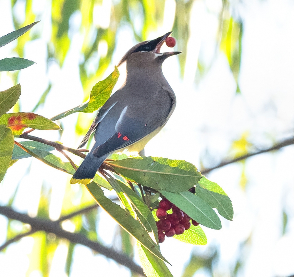 Cedar waxwing on a branch with a red berry in its mouth