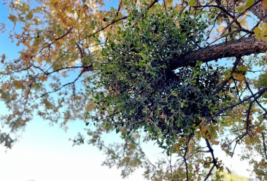 Mistletoe hanging from an American or oak mistletoe tree
