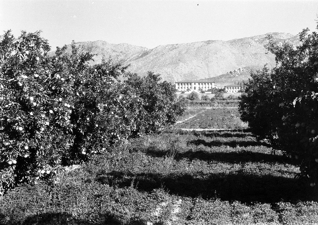 Citrus orchard / experiment station, black and white photo