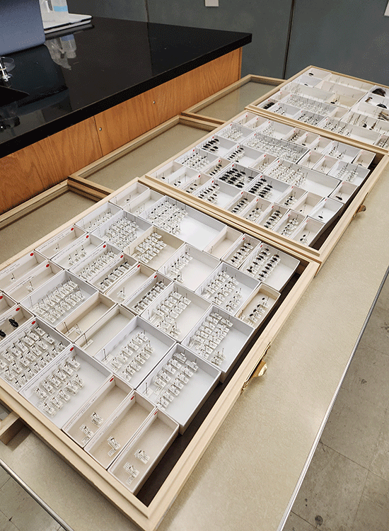 Drawers full of carabid beetles