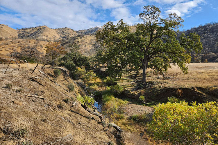 Freshwater creek location where the beetle was found