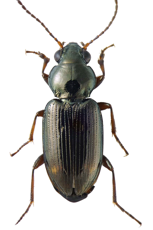 Full beetle illustration