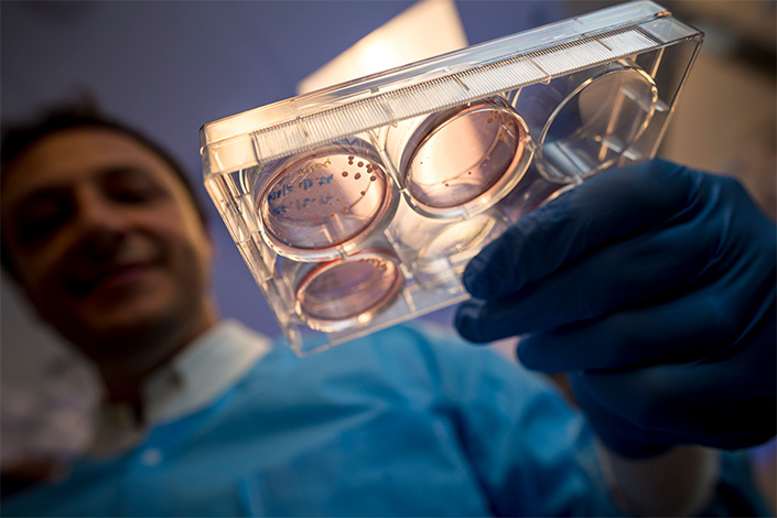 Alysson Muotri, Ph.D., holds a tray of stem cell-derived human brain organoids