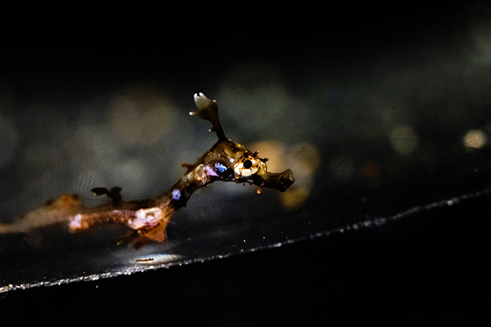 A newly hatched weedy seadragon in close-up