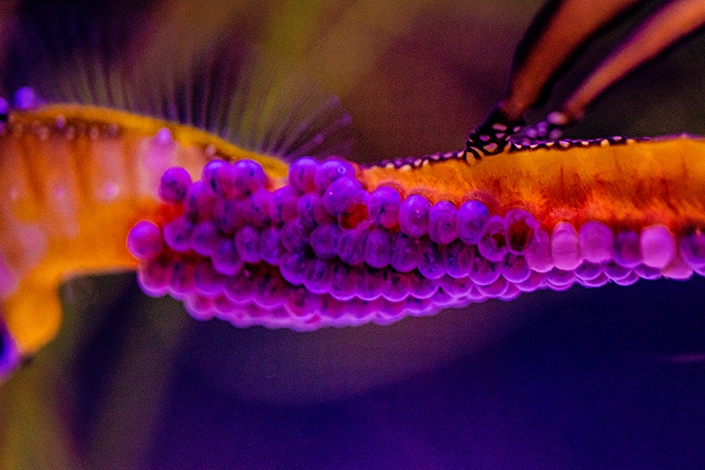 Orange male weedy seadragon tail carrying 70 purple eggs