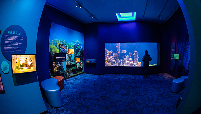 View of the Seadragons & Seahorses exhibit at Birch Aquarium