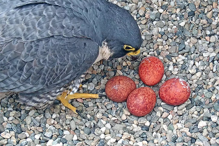 Annie inspecting her eggs at UC Berkeley, 2023