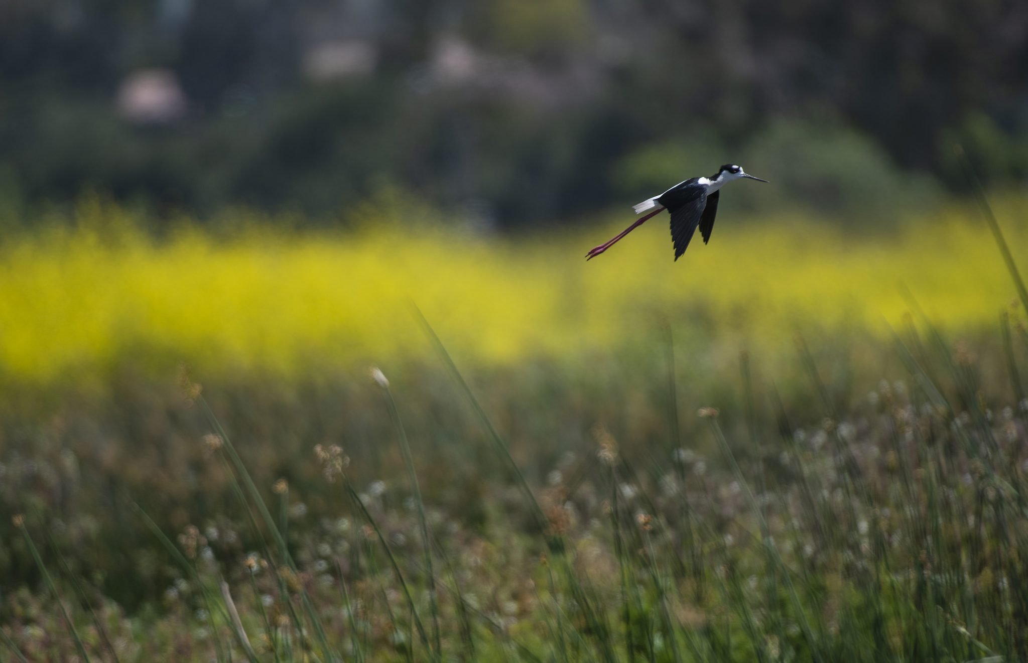 Black-necked stilt flying